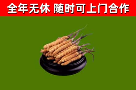 灵武回收散虫草