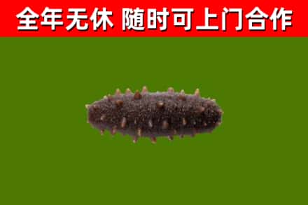 灵武回收海参干